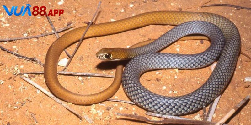 Rắn Vào Nhà Đánh Con Gì? Giải Thích Chi Tiết Cho Lô Thủ 2025 2 Giải mã giấc chiêm bao việc mơ thấy rắn vào nhà đánh con gì