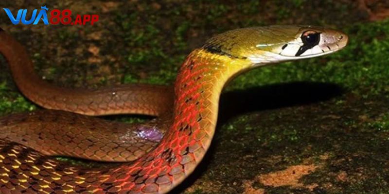 Rắn Vào Nhà Đánh Con Gì? Giải Thích Chi Tiết Cho Lô Thủ 2025 5 Giải mã giấc mơ thấy rắn vào đánh con gì cho cược thủ