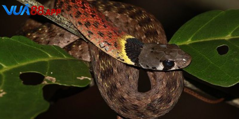 Giải mã việc mơ thấy rắn vào nhà đánh con gì nếu là rắn đen