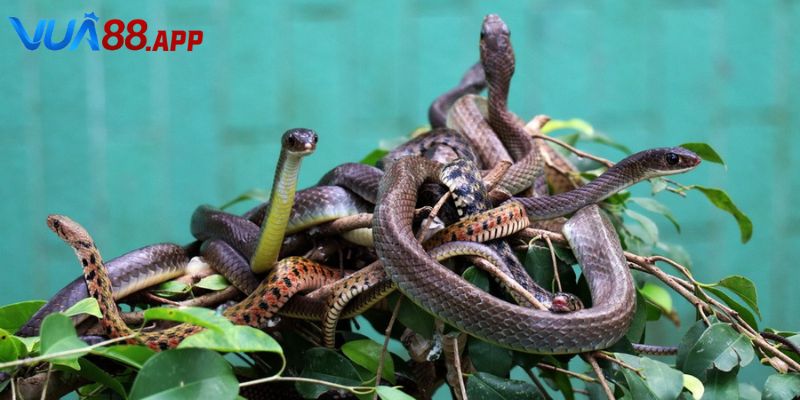 Giải mã việc nằm mơ thấy nhiều rắn đánh de con gì cho hội viên