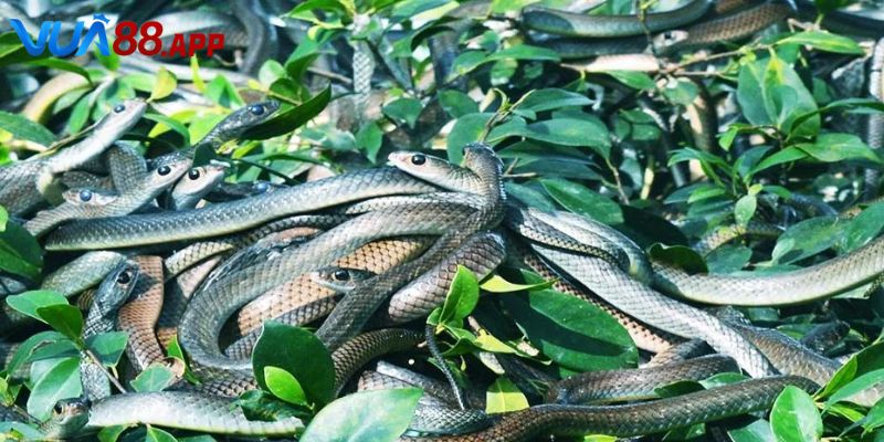 Nằm Mơ Thấy Nhiều Rắn Đánh De Con Gì? Chốt Số Thành Công 1 Giải mã việc nằm mơ thấy nhiều rắn đánh de con gì nếu quấn nhau