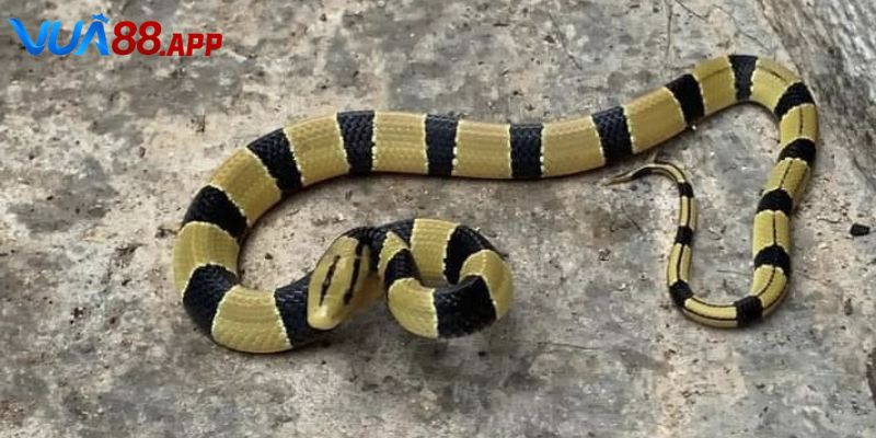 Gợi ý lô đề khi nằm mơ thấy nhiều rắn