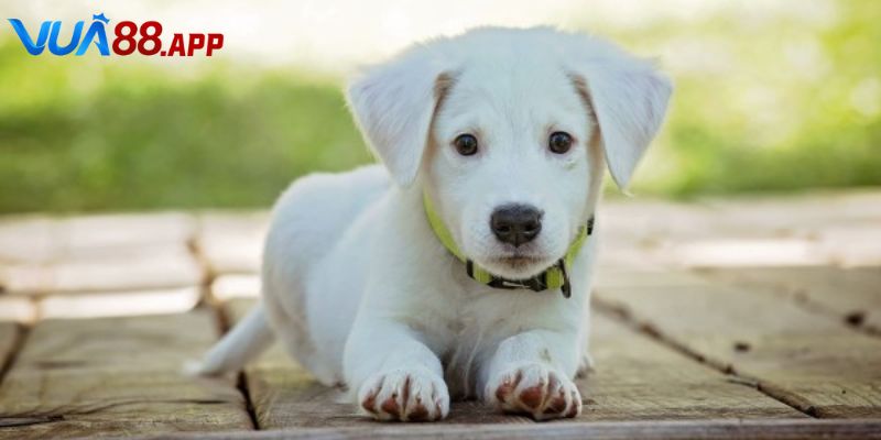 Mơ Thấy Chó Đánh Con Gì - Khám Phá Giấc Mơ Thấy Chó Vua88 4 Mơ thấy chó đánh con gì và nhiều trường hợp thực tế