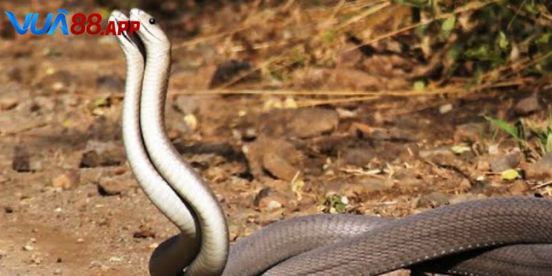 Nằm Mơ Thấy 2 Con Rắn Đánh De Bao Nhiêu Dành Cho Lô Thủ 4 Nằm mơ thấy 2 con rắn đánh de bao nhiêu nếu chúng bò vào nhau