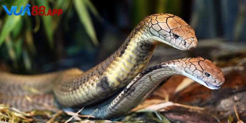 Nằm Mơ Thấy 2 Con Rắn Đánh De Bao Nhiêu Dành Cho Lô Thủ 3 Nằm mơ thấy 2 con rắn đánh de bao nhiêu nếu chúng màu xanh