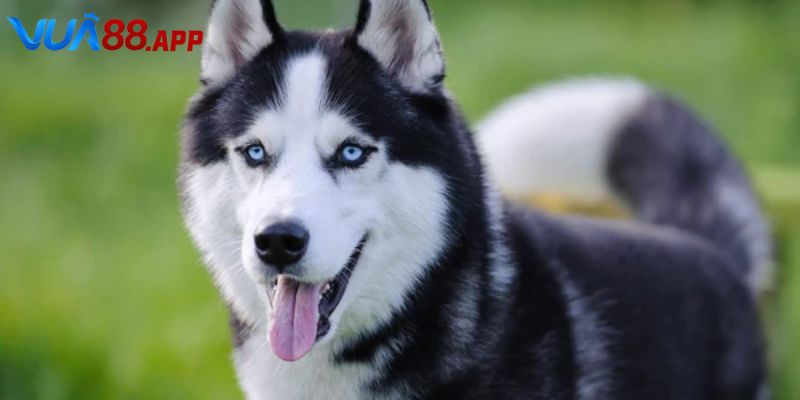 Nằm mơ thấy chó đánh con gì để hốt bạc về tay