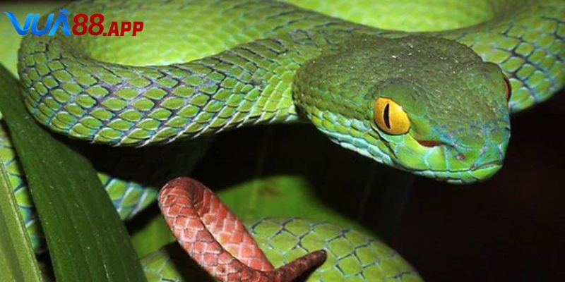 Nằm mơ thấy nhiều rắn đánh de con gì nếu có sự xuất hiện của ếch