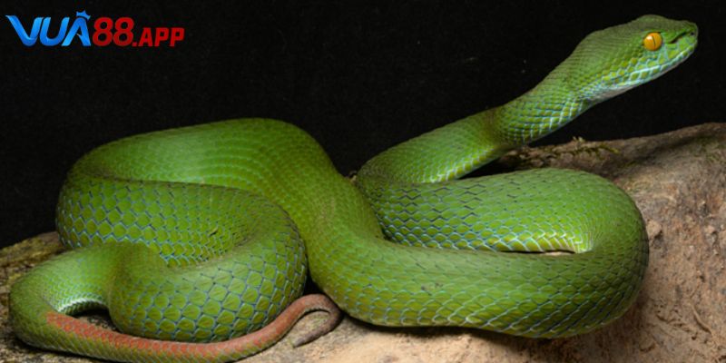 Rắn Vào Nhà Đánh Con Gì? Giải Thích Chi Tiết Cho Lô Thủ 2025 4 Nằm mơ thấy rắn vào nhà đánh con gì trong trường hợp nhà người khác