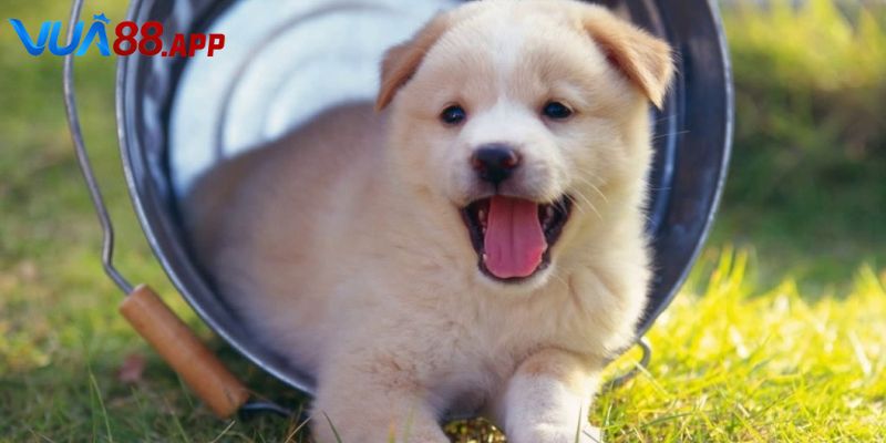 Mơ Thấy Chó Đánh Con Gì - Khám Phá Giấc Mơ Thấy Chó Vua88 2 Tìm hiểu sâu về giấc mơ thấy chó đánh con gì